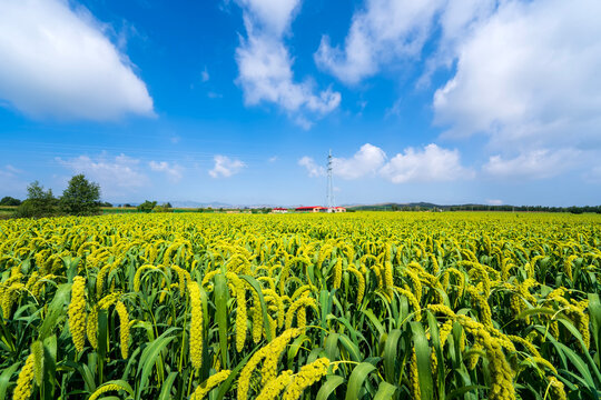 foxtail millet in the field