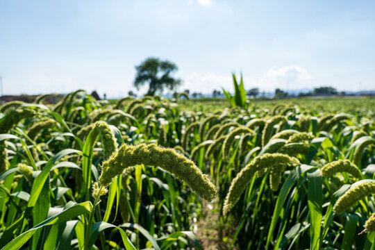 foxtail millet in the field