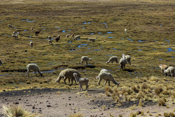 Obraz premium Alpacas grazing across the highland plains near Salinas and Aguada Blanca, Peru
