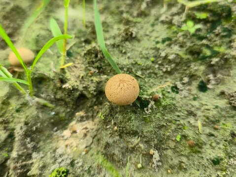 Close-up view of Scleroderma citrinum, commonly known as the common earthball, pigskin poison puffball, or common earth ball.