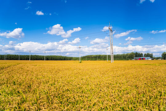 The rice fields are under the blue sky and white clouds