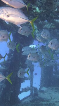 Fish silhouettes move through a corroded interior opening of the C-56 Juan Escutia shipwreck in blue water off Puerto Morelos, Quintana Roo, Mexico.