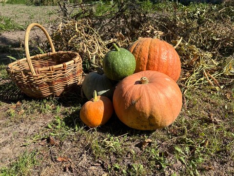 A large and small ripe orange pumpkins in a vegetable garden