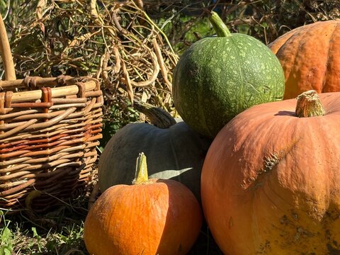 Pumpkin and squash. Countryside scene with pumpkins piled next to a wicker basket. Melon harvest.