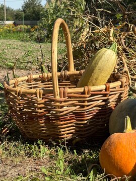 Melon harvest. Countryside scene with pumpkins piled next to a wicker basket.