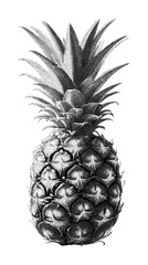 Fototapeta premium PNG Vintage pineapple illustration in black and white.