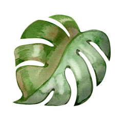 Watercolor tropical monstera leaf with split lobes in green jungle foliage illustration © Natali_Mias
