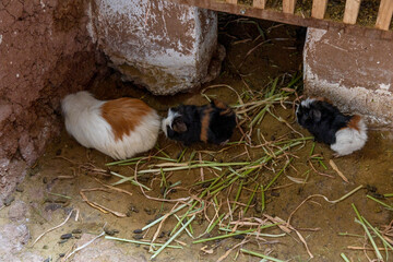 Naklejka premium The guinea pig (Cavia porcellus), also known as a cavia or “conejillo de Indias,” is a rodent native to the Andes mountain range in South America.