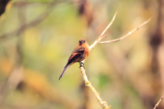 The cinnamon flycatcher (Pyrrhomyias cinnamomeus pyrrhopterus) is a species of bird in the family Tyrannidae, the tyrant flycatchers. This photo was taken in North Peru.