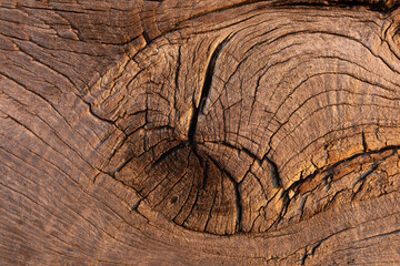 Fototapeta premium Close up macro shot of dry wood knot with tree rings and deep cracks in warm golden light. Natural rustic timber texture for abstract background and design projects.