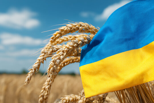 Symbol of Ukraine - Ukrainian national blue yellow flag with closeup of harvest of ripe golden wheat rye ears under a blue sky 