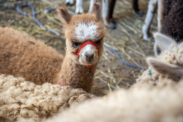 Naklejka premium Alpacas in a textile craft shop, Chincheros in Cusco