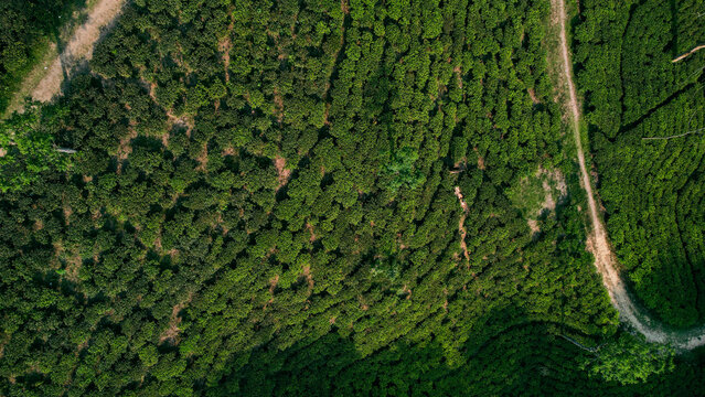 Aerial view of lush green tea garden in Sreemangal with winding dirt paths and dense rows of tea bushes under bright daylight. Sreemangal, Sylhet Division, Bangladesh.
