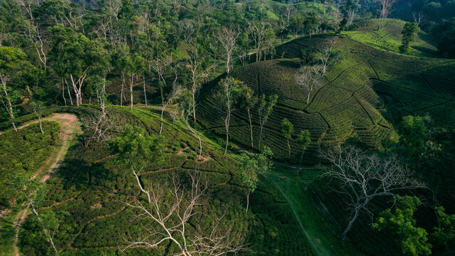 Aerial view of Sreemangal Tea Garden with lush green tea bushes covering rolling hills, scattered tall trees, and winding dirt paths in Moulvi Bazar District, Sylhet Division, Bangladesh.