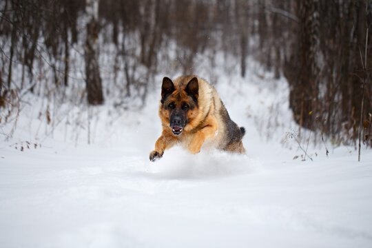 German Shepherd dog running through fresh snow towards camera in winter forest