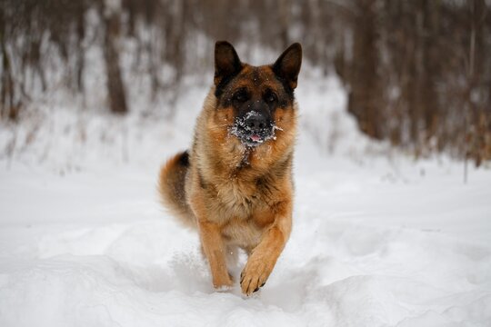 German Shepherd dog running through snow covered winter forest towards camera