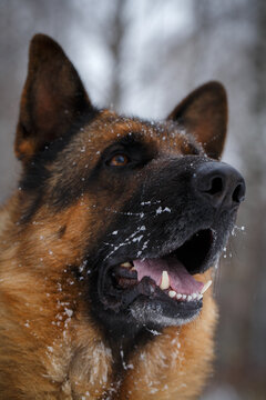 German Shepherd dog vertical portrait listening attentively to owner command outdoors in winter