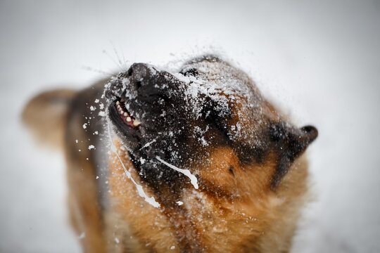 German Shepherd dog shaking off snow with drool flying in dynamic motion