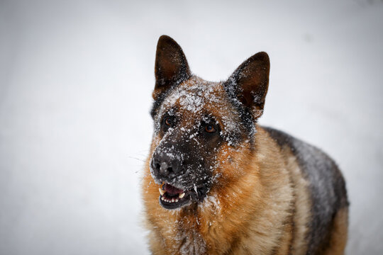 Funny looking German Shepherd dog listening attentively to owner command in winter forest