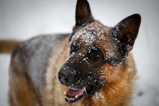 German Shepherd dog closeup snout covered in snow while playing energetically