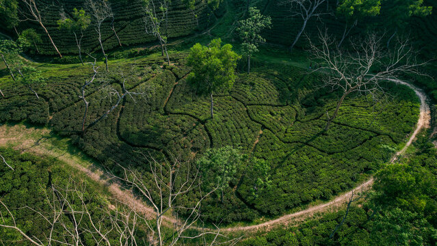 Aerial view of Sreemangal Tea Garden with lush green tea bushes, winding dirt paths, and scattered trees in Moulvi Bazar District, Sylhet Division, Bangladesh.