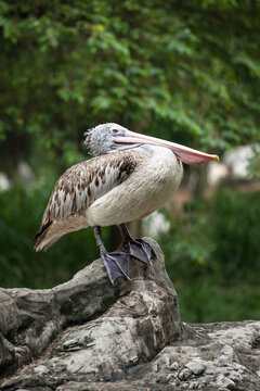 Scene featuring spot-billed Pelican or Grey Pelican (Pelecanus philippensis)