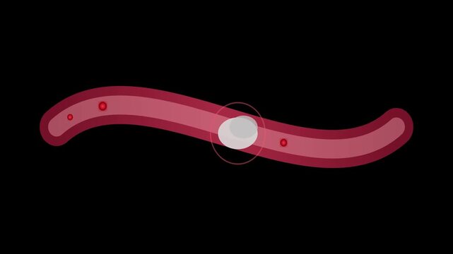 Red blood cell movement through a vascular pathway in this medical science digital animation motion clip
