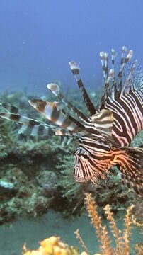 A lionfish remains beside heavily encrusted wreck structure at C-56 Juan Escutia in Puerto Morelos, Quintana Roo, Mexico, surrounded by reef growth.