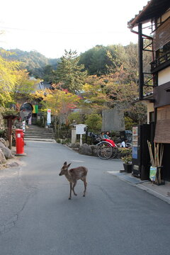 deer in miyajima in japan 