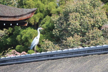 Fototapeta premium grey heron on the roof of a temple in kyoto in japan 