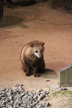 tanuki in a street in miyajima in japan 