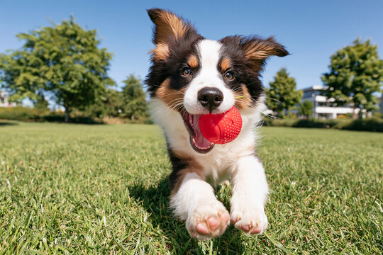 Energetic tricolor Australian Shepherd puppy joyfully running towards the camera with a bright red squeaky toy ball in its mouth across a vibrant green park lawn on a sunny day.