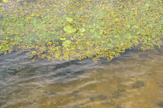 Green pondweed texture on the river water surface as a natural background. Floating water lily leaves on clear shallow lake near the sandy shore.