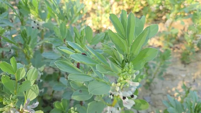 Coccinelle sur un plant de f&egrave;ves dans un champ agricole &ndash; Biodiversit&eacute; et agro&eacute;cologie