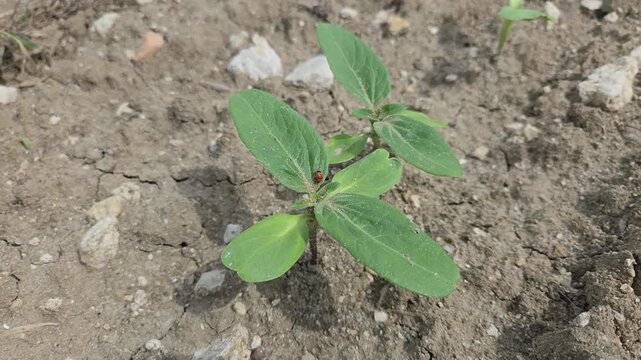Coccinelle sur un jeune tournesol en croissance &ndash; Biodiversit&eacute; et agriculture durable