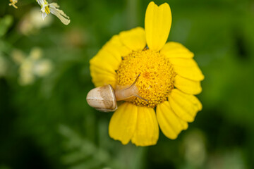 Snail Crawling on a Yellow Daisy Flower. Close Up of a Snail on a Blooming Daisy. Small Snail Resting on a Bright Yellow Daisy. © onderortel