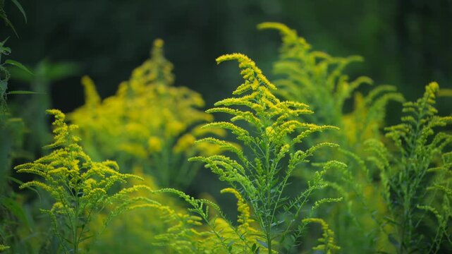Blooming goldenrod plants in summer meadow