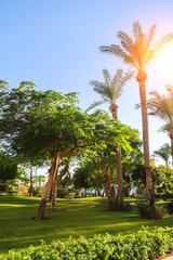 Obraz premium Landscape design featuring ornamental garden trees and elegant palm trees in a well-maintained outdoor space.