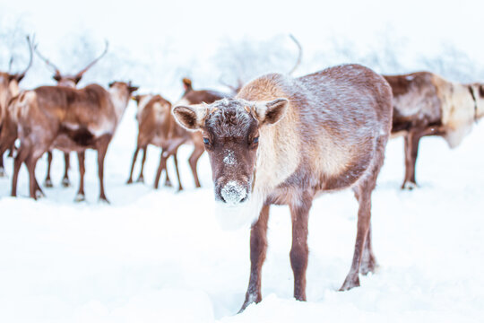 A herd of reindeer wanders through a snowy forest. Life in the Arctic.