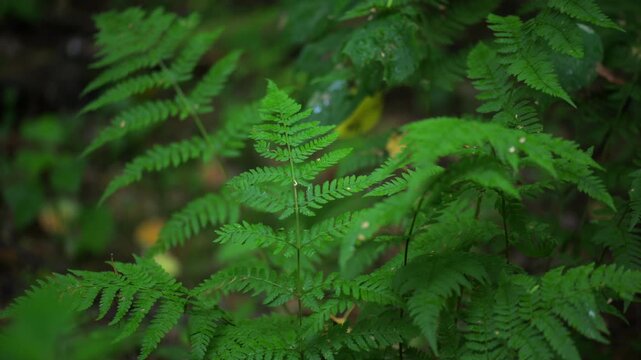 Green fern leaf with water drops in forest