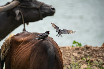 Fototapeta premium Black drongo perched on a grazing water buffalo's back,