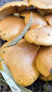Close up video of wild forest mushrooms showing organic brown texturized surface details, fungi pattern