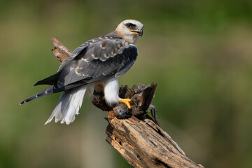 Fototapeta premium Alert Black-winged Kite Standing Over Prey. A sharp raptor stands proudly on a perch holding its catch, displaying intense gaze and detailed plumage.