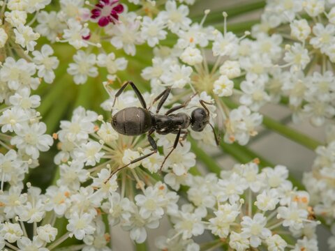 Macro close up of a large black ant crawling across small white flowers in a lush garden during summer