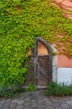An old wooden door is nearly overgrown by Boston Ivy (Parthenocissus tricuspidata),