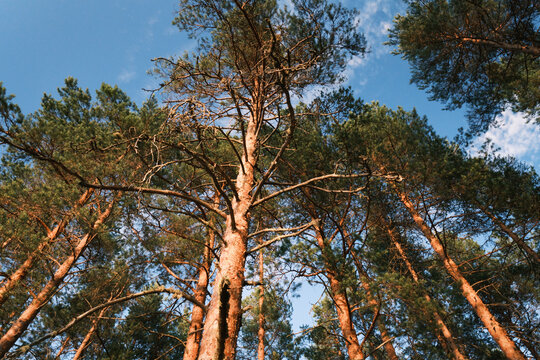View of tall pine trees in a forest with sunlight illuminating the textured bark and green needles against a clear blue sky in Finland.