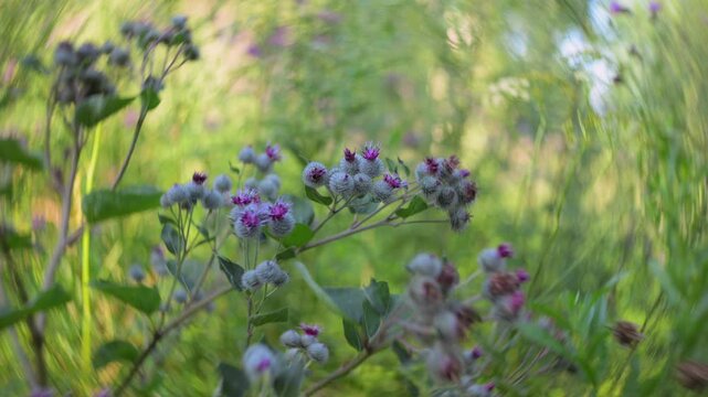 Burdock flower close-up. Blurred background
