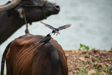 Fototapeta premium Black drongo perched on a grazing water buffalo's back,