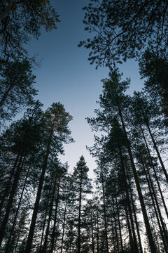 View of tall pine trees reaching towards a clear blue sky in a forest in Finland.