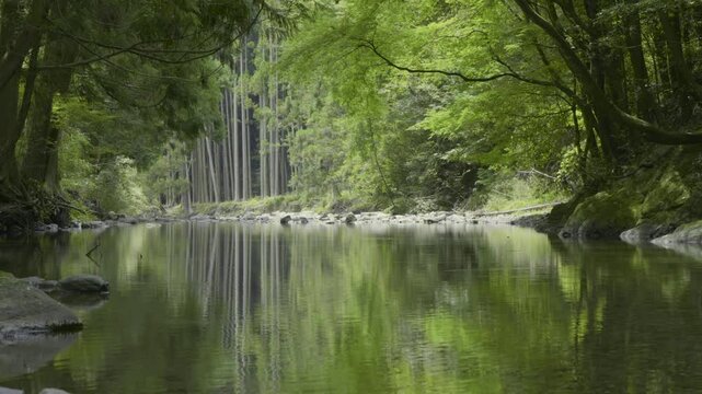 真夏の美しい日本の清流と豊かな自然の風景
